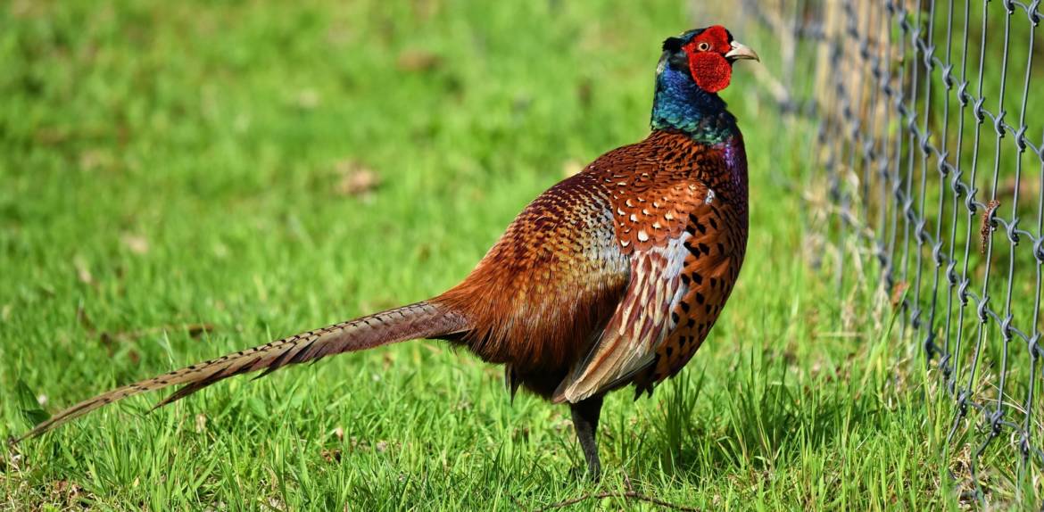chasse-1.jpg