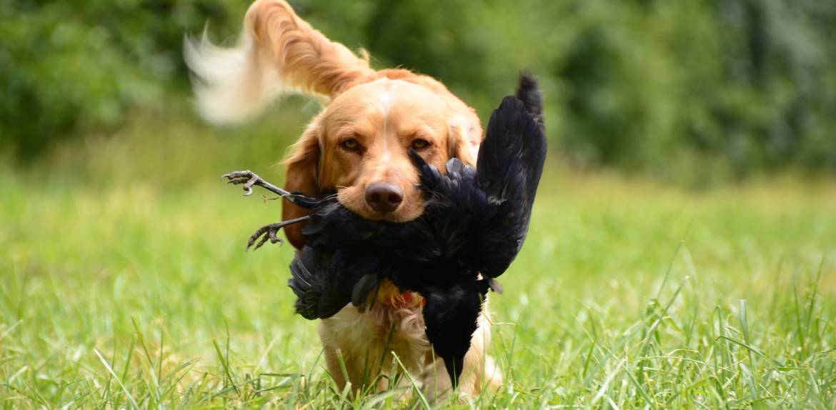 chasse-3.jpg