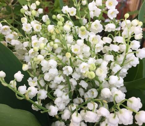 Randonnées du Muguet du 1er mai à Boissy aux Cailles