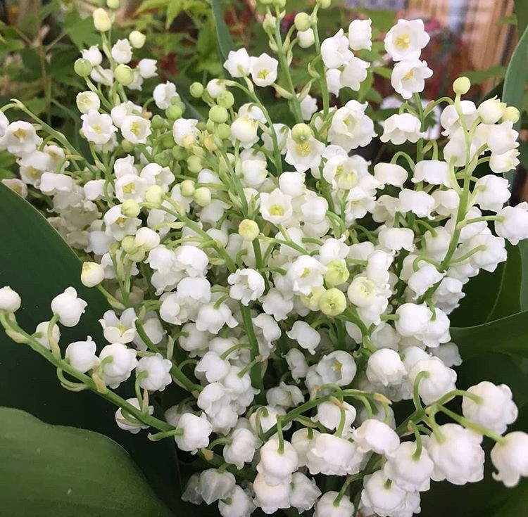Randonnées du Muguet du 1er mai à Boissy aux Cailles