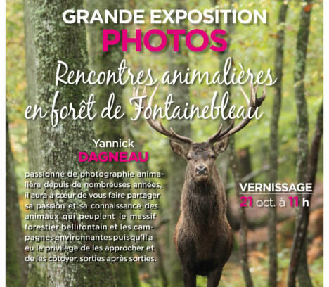 Grande exposition photos ‘Rencontres animalières en forêt de Fontainebleau’