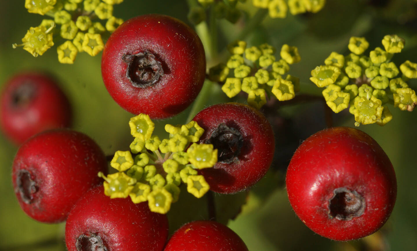 8 décembre 2023 – Conférence ‘Biodiversité près de chez soi’ : mode d’emploi