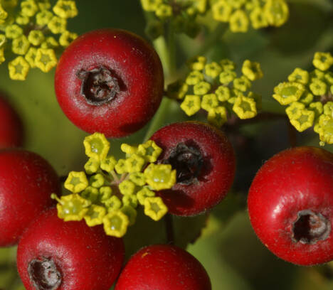 8 décembre 2023 – Conférence ‘Biodiversité près de chez soi’ : mode d’emploi