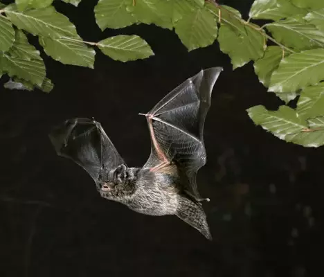 Dans le cadre de l’ABC : A la découverte des chauves-souris – Vendredi 23 mai à 21h
